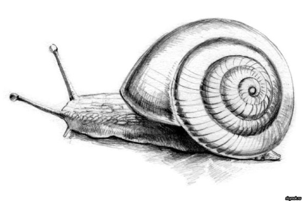 Моллюск карандашом