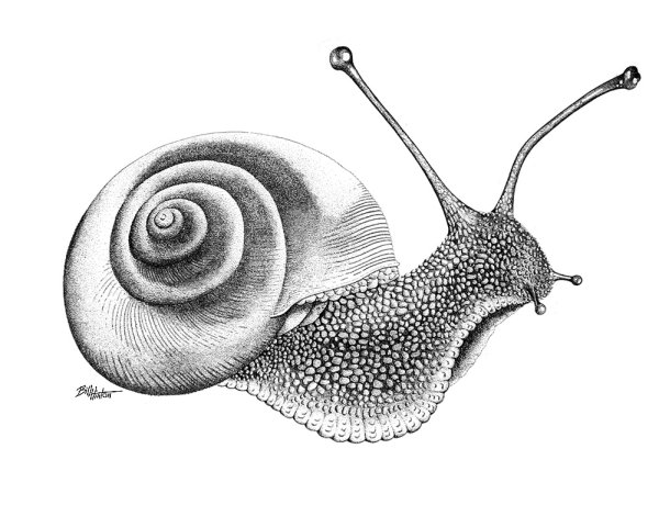 Улитка раскраска