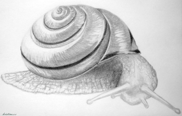 Зентангл улитка