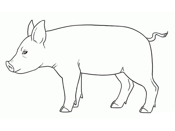 Свинья рисунок карандашом
