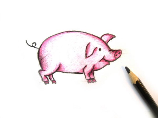 Фото свиньи для срисовки
