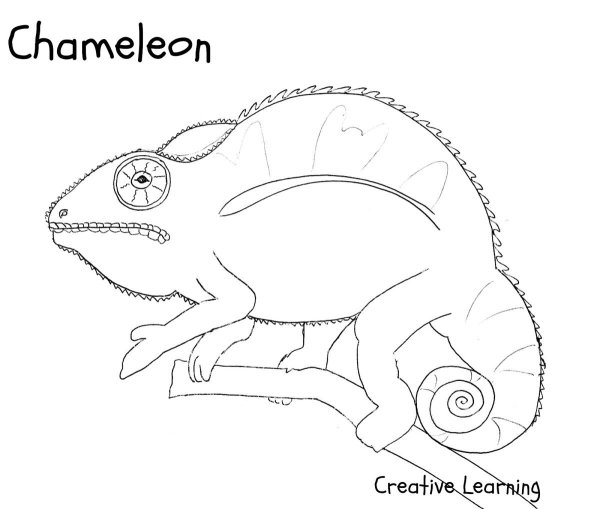 Схема рисования хамелеона