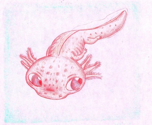 Аксолотль раскраска