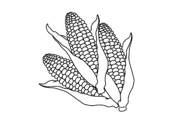 Овощи раскраска для детей кукуруза