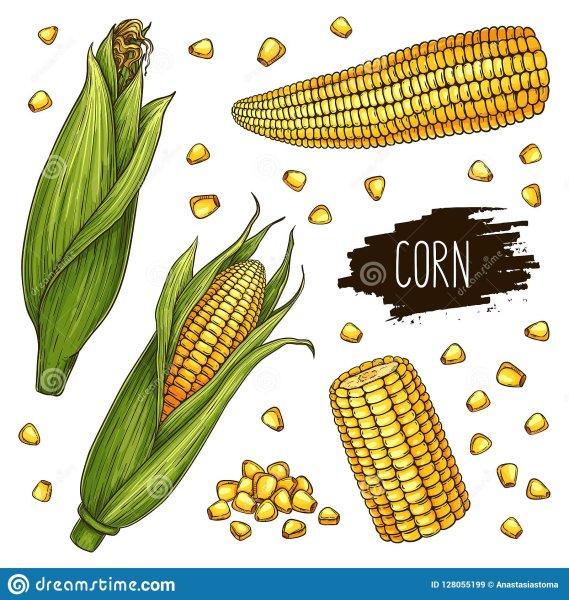 Кукуруза раскраска