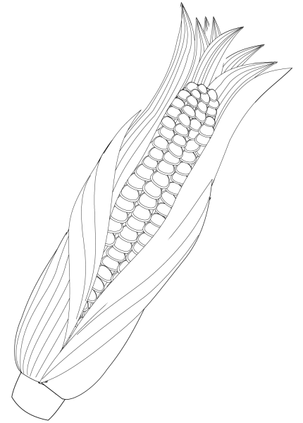Кукуруза рисунок