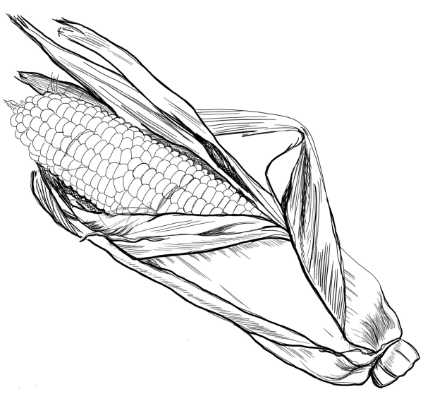 Кукуруза раскраска для детей