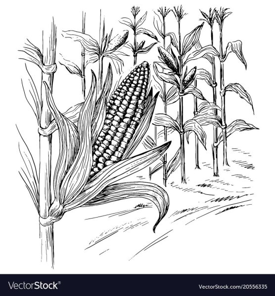 Кукуруза раскраска для детей