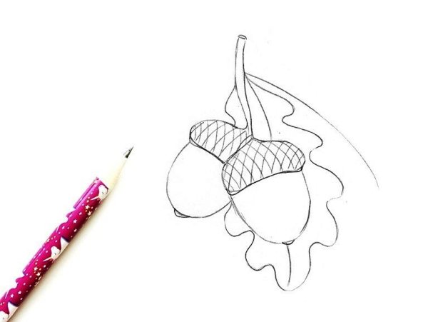 Желудь раскраска для детей