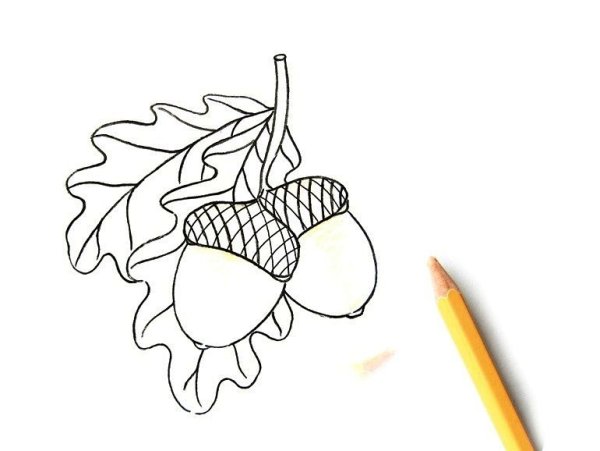 Желудь картинка для детей на прозрачном фоне