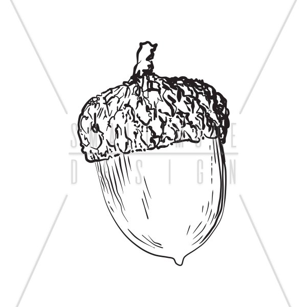 Желудь рисунок карандашом