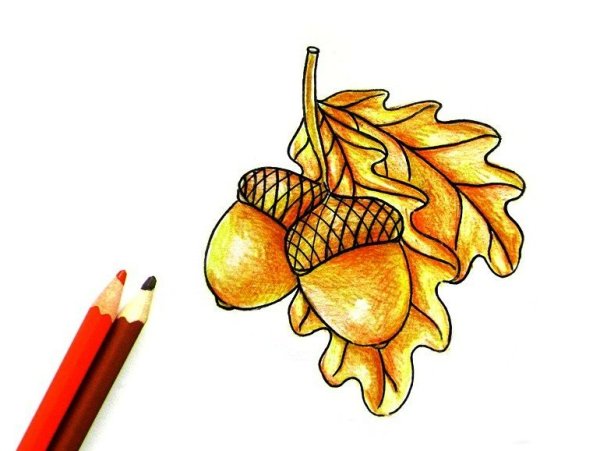 С желудями гравюра