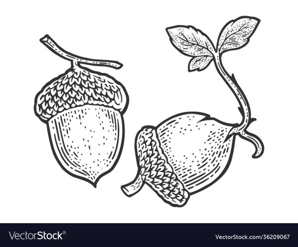 Желуди для дошкольников