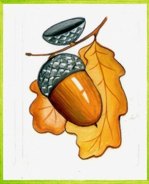 Желудь рисунок