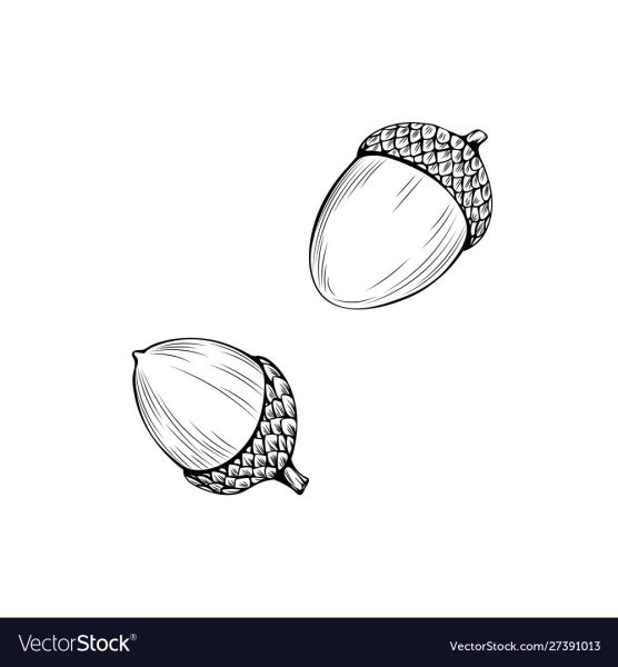 Желудь рисунок