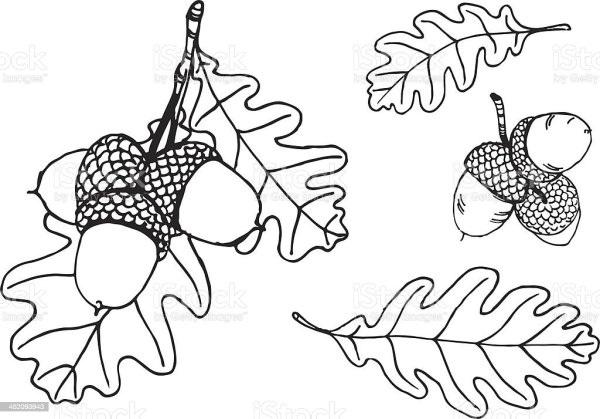 Желудь эскиз