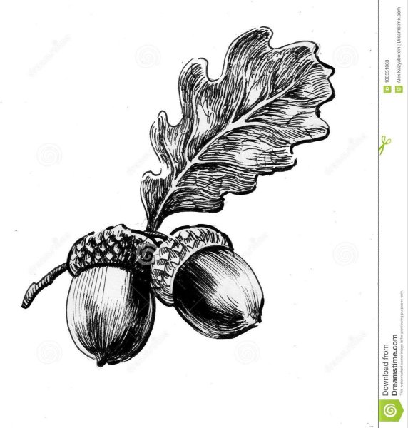 Дубовые листья с желудями трафарет