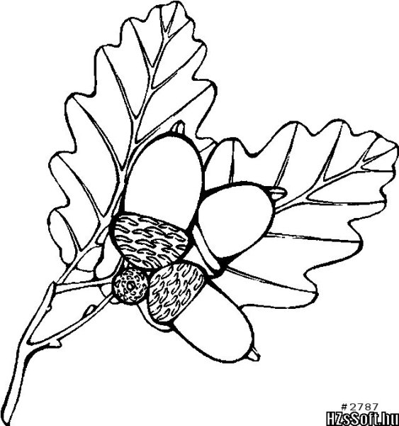 Раздаточный материал желуди