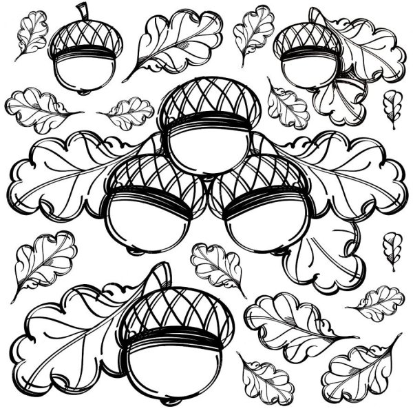 Плод дуба рисунок