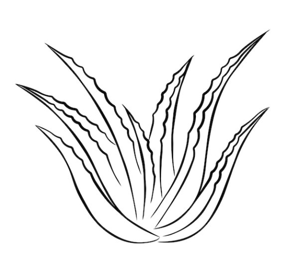 Алоэ Вера рисунок карандашом