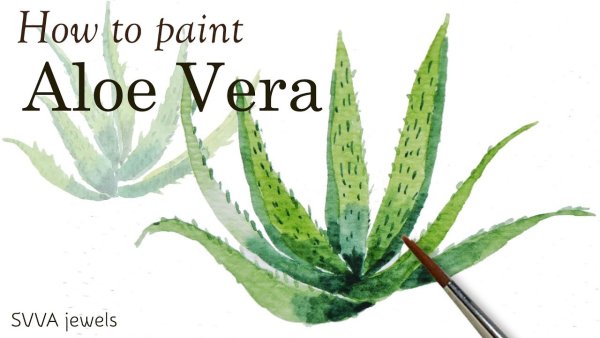 Алоэ древовидное столетник