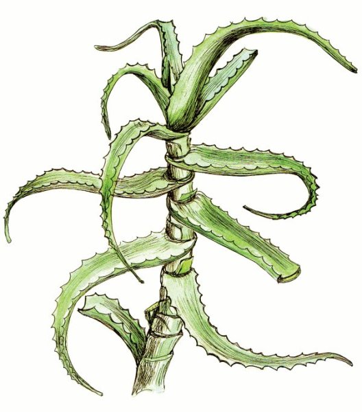 Алоэ для срисовки