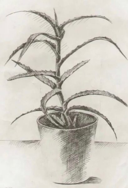 Алоэ раскраска