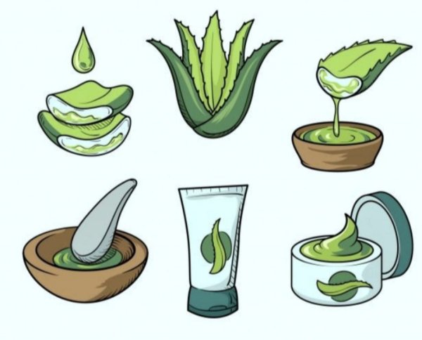 Алоэ раскраска