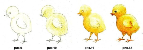 Цыпленок рисунок