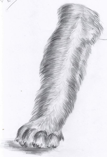 Рисование меха