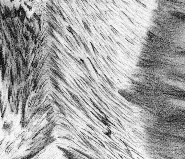 Рисование шерсти животных