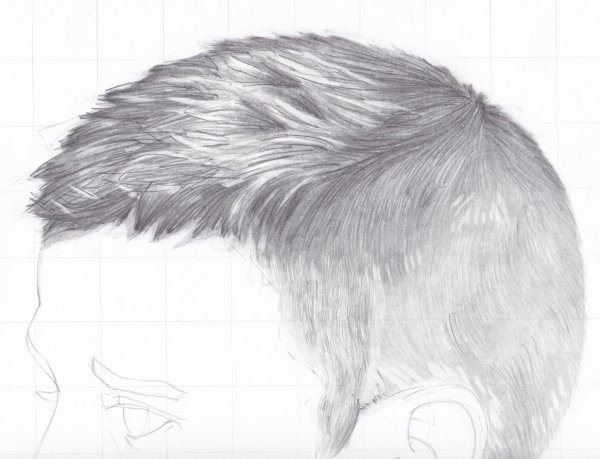 Шерсть карандашом