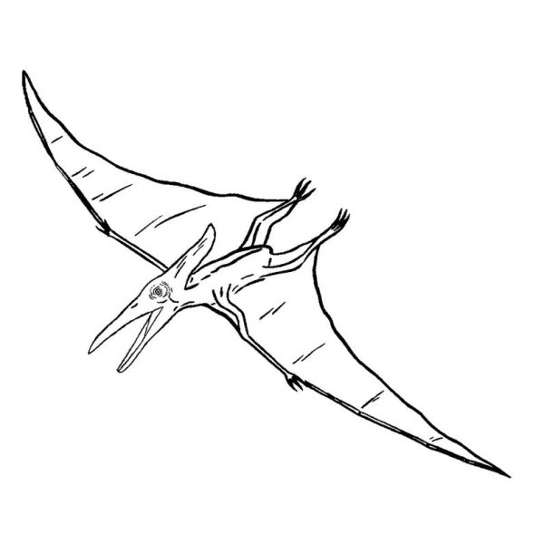 Птеранодон раскраска