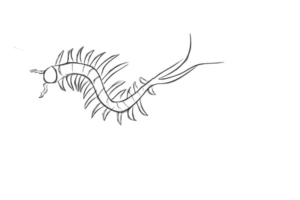 Сколопендра рисунок