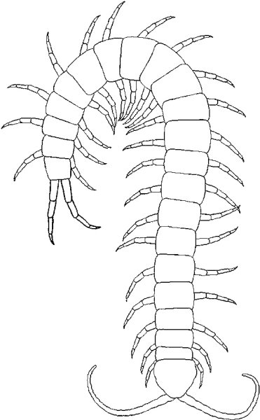 Сороконожка раскраска