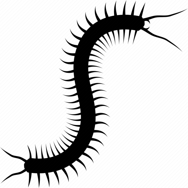 Сколопендра на прозрачном фоне