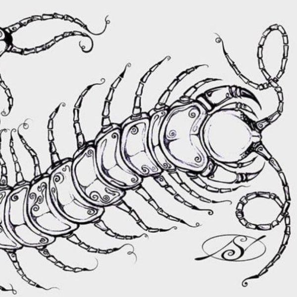 Многоножка мухоловка