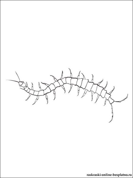 Сколопендра раскраска