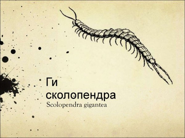 Скелет сколопендры