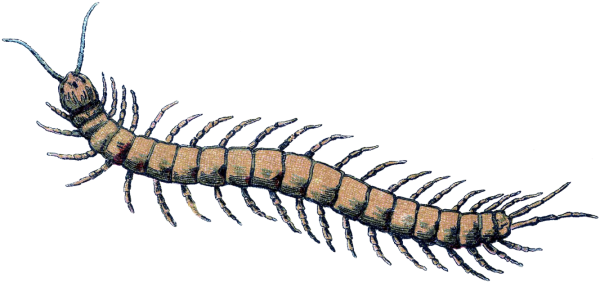 Сколопендра без фона