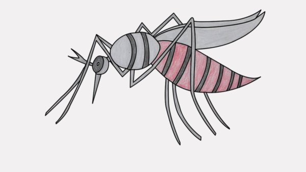 Рисунок комара карандашом для срисовки