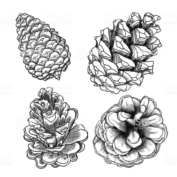 Зарисовки шишек карандашом