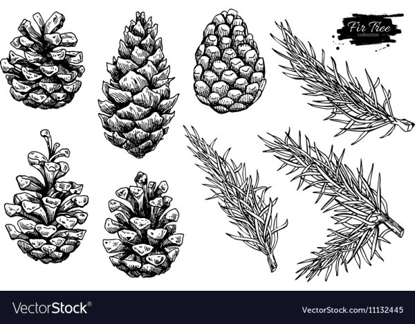 Шишка трафарет для рисования