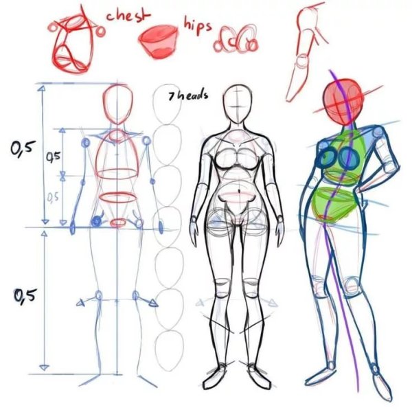 Анатомия тела человека для рисования