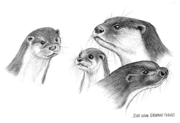 Выдра Речная