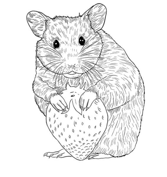 Раскраска Хома