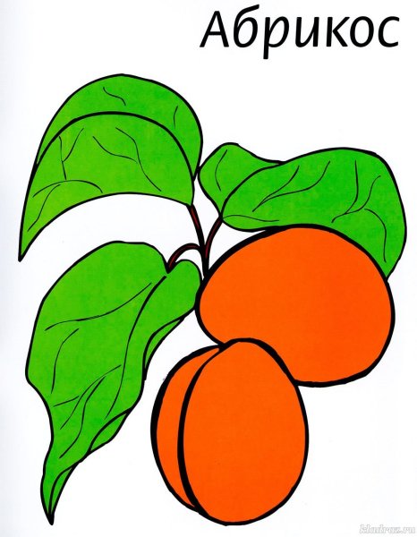 Ветка сливы