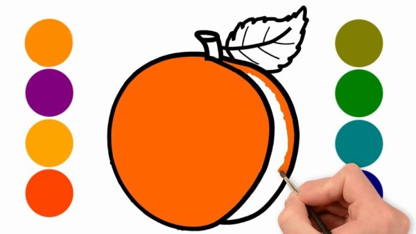 Абрикос раскраска для детей