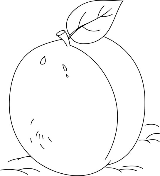 Абрикос карандашом