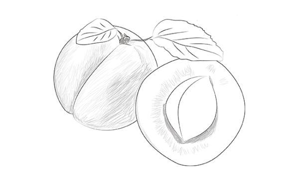 Абрикос рисунок карандашом